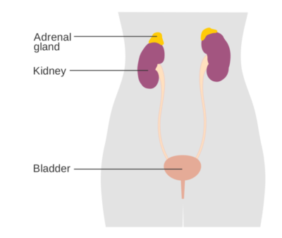 diagram showing the position of the adrenal glands