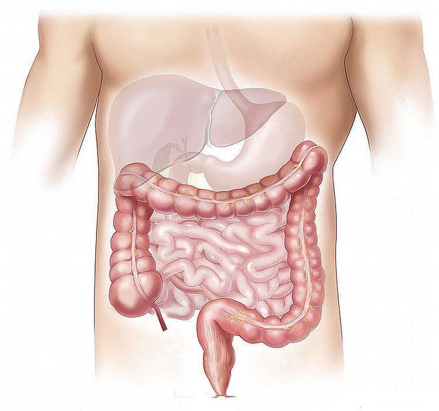 illustration of intestinal system for chiropractic blog post